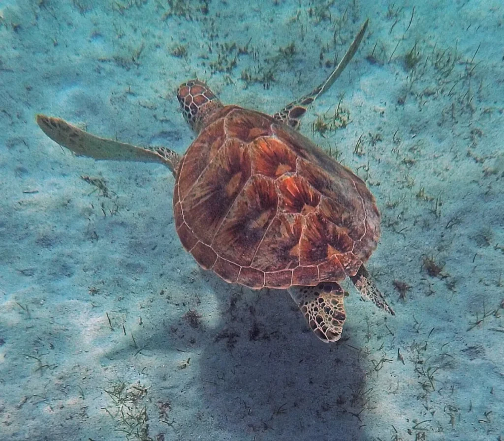 Turtle Spotting Adventure